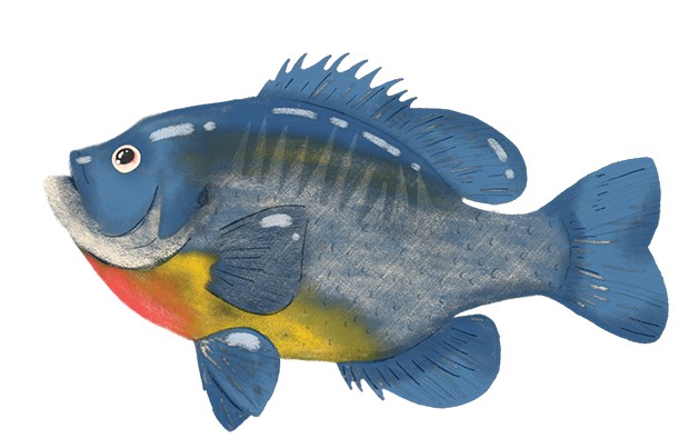 Bluegill Fish Illustration