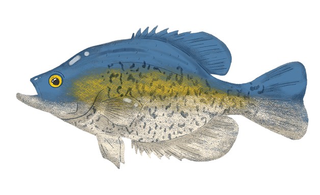 Crappie Fish Illustration