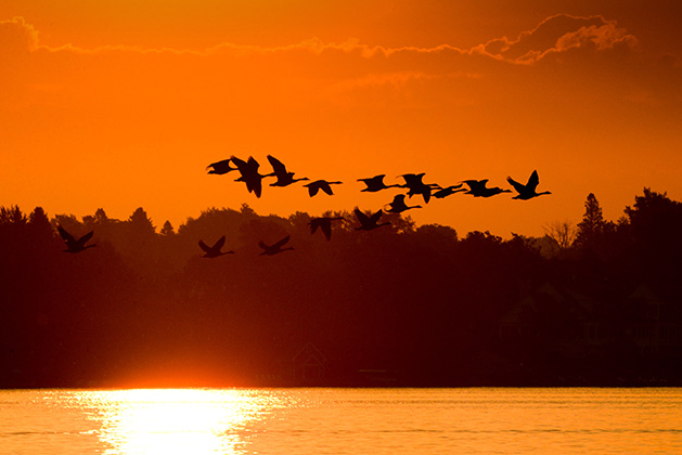 Dawn Patrol — Canada Geese Over White Bear Lake by Ed Boggess