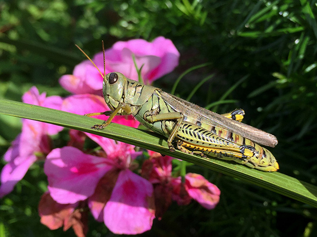 Grasshopper by Ron Hawkins