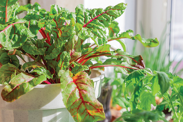 Growing plants. Vegetarian food, raw foods, diet. Chard leaves growing in a pot on the windowsill on the balcony