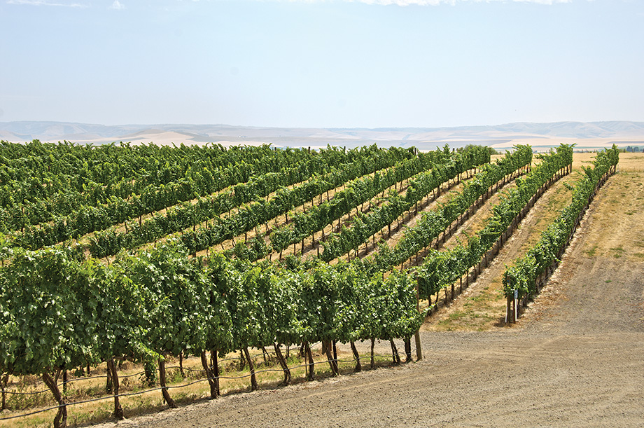 This photograph of a rolling vineyard was taken at base of the Blue Mountains in Walla Walla, Washington. The picture was taken with a Nikon D2X camera and a 18-200 Nikon lens.