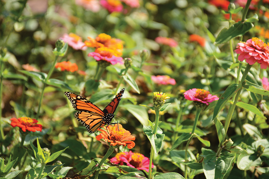 Monarch butterfly drinking nectar from zinnia flower on the spring morning.fauna,flora,. Charlotte, North Carolina, USA