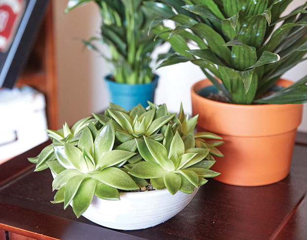 4 Tips for Keeping Your Houseplants Healthy