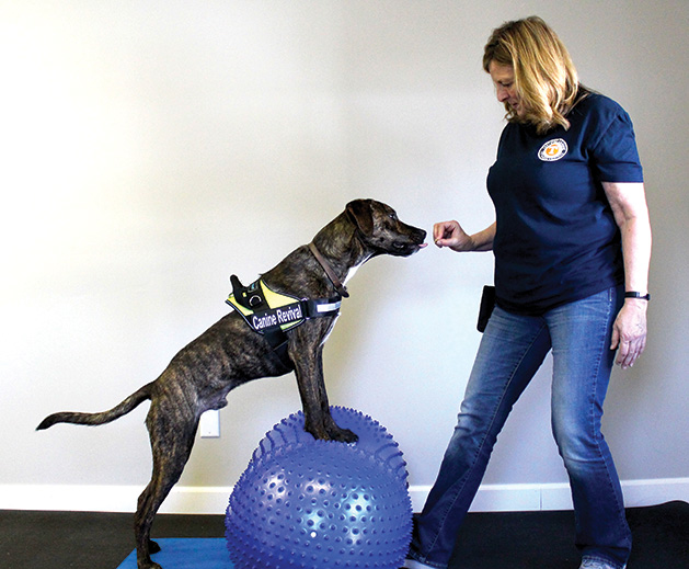 Rita Tretter of Canine Revival works out a dog.