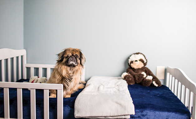 All Star Pet Hotel Was Designed with Dogs in Mind