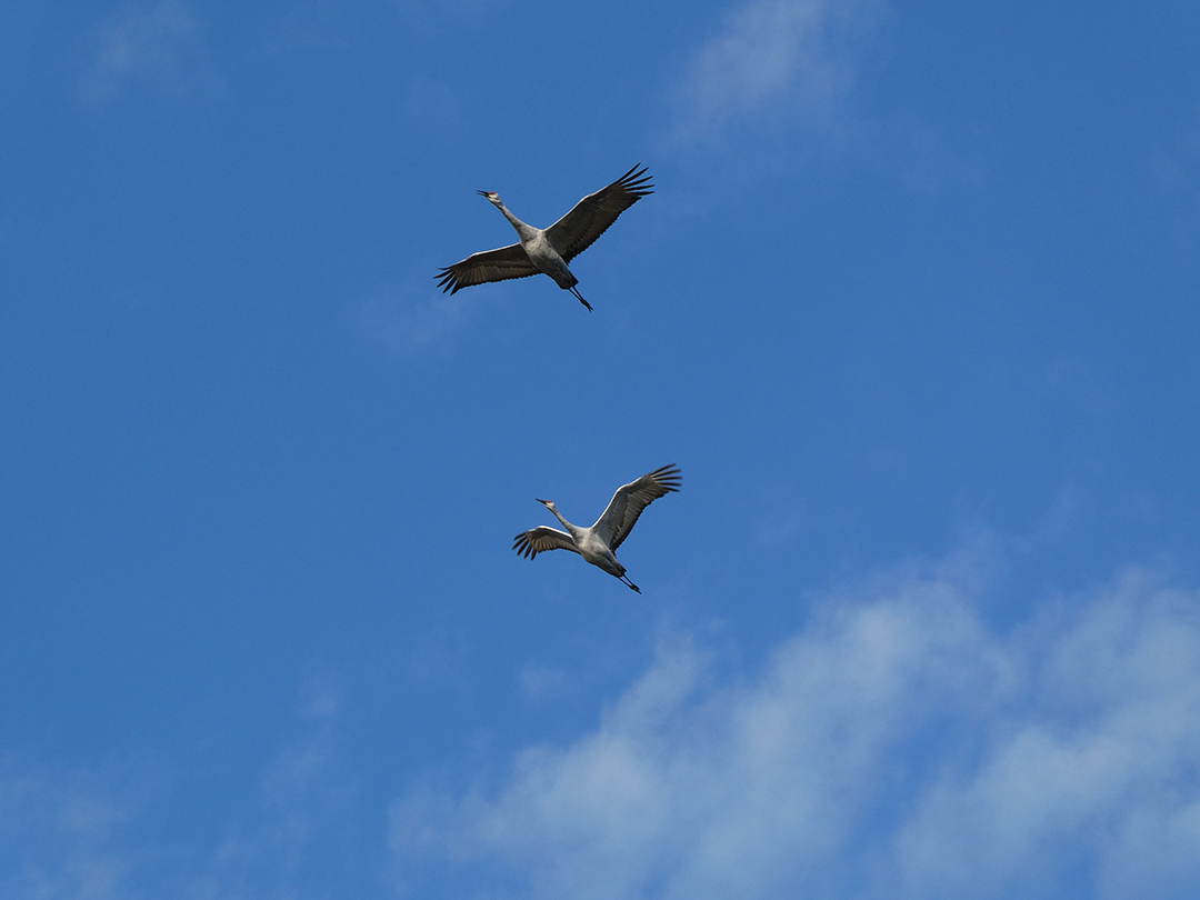 Sandhill cranes fly overhead.