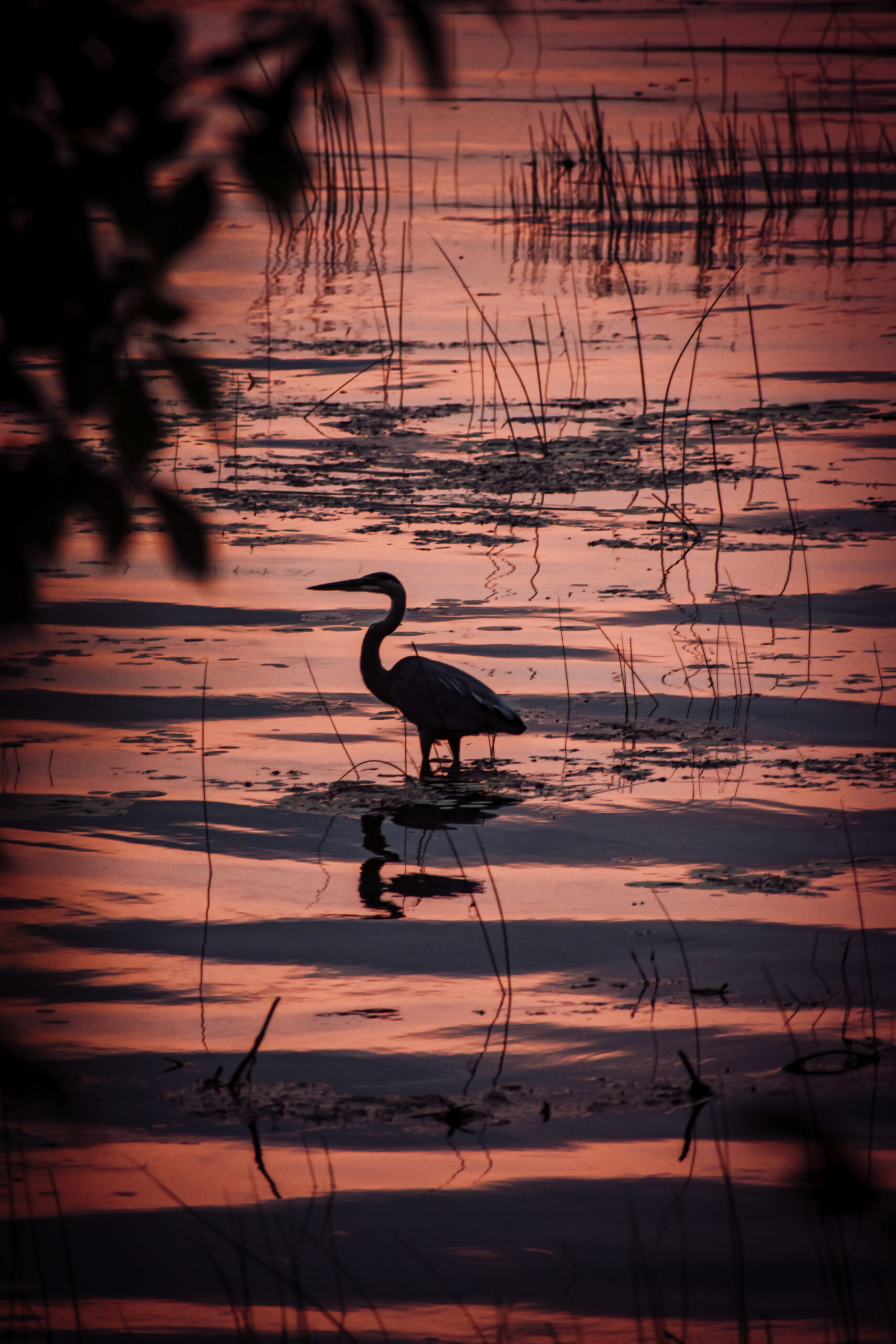 Heron at Sunset by Steph Herington