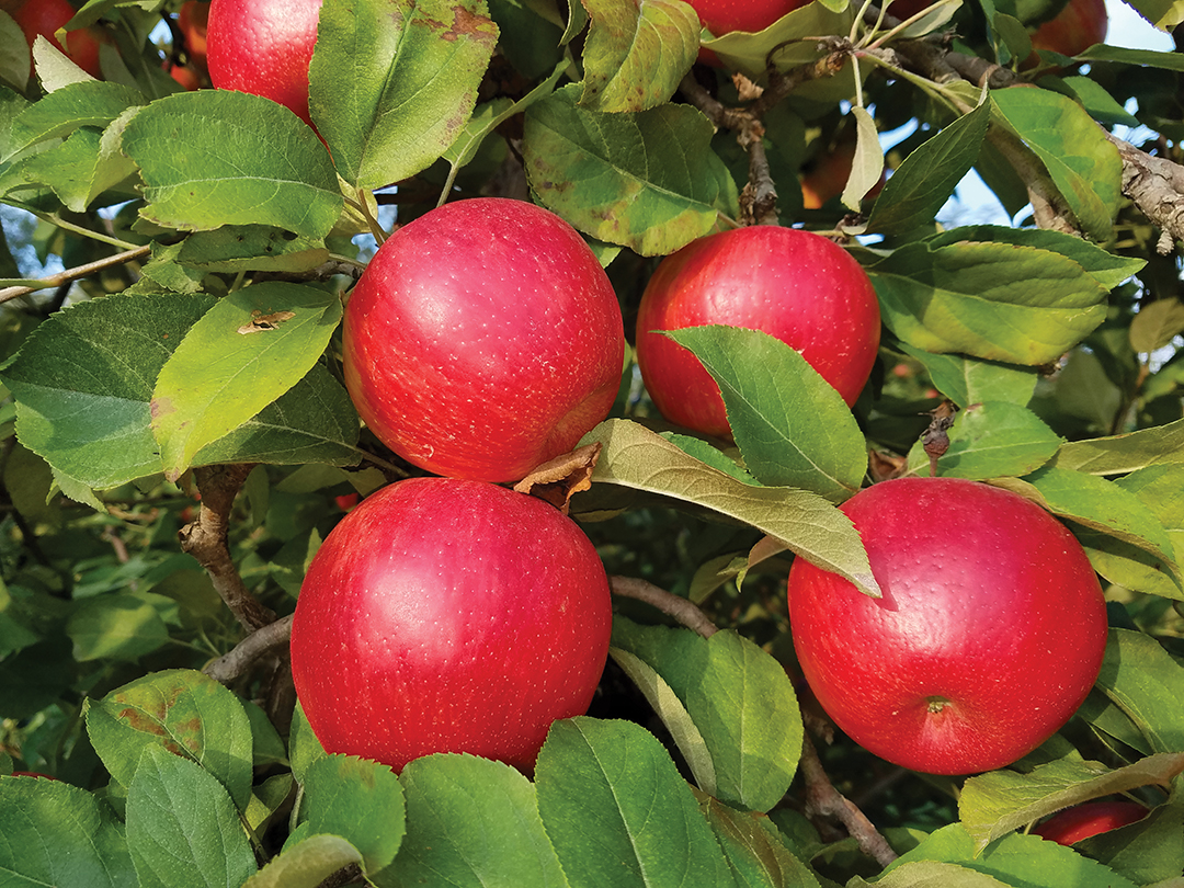 Apples at Afton Apple.