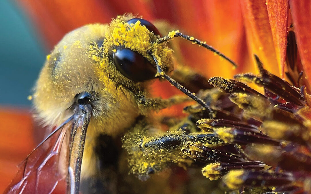 Brown Belted Bumble Bee