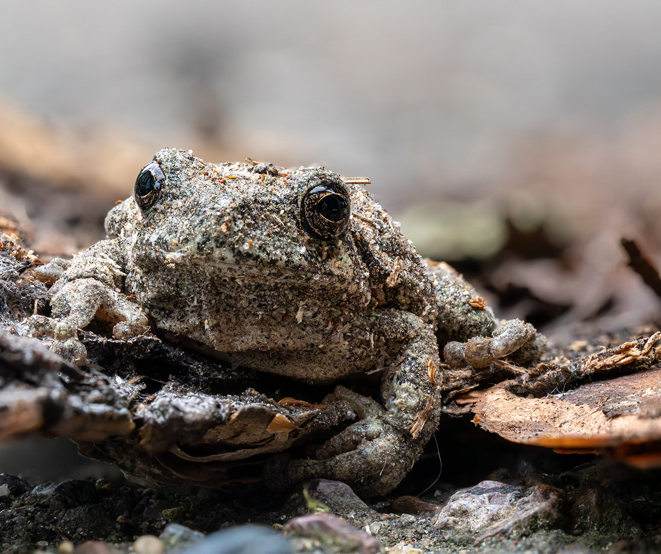 Amphibian Camouflage