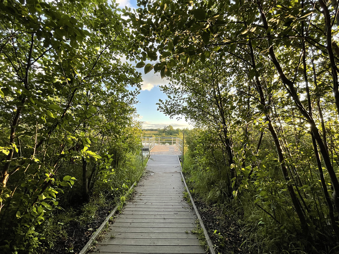Emerging from the woods out to the lake (Tamarack)