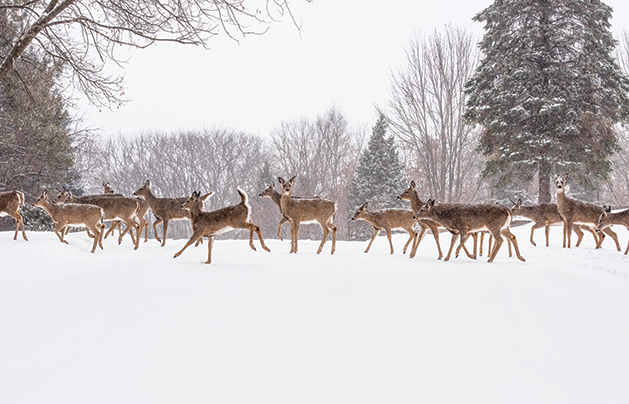 Deer Crossing by Alyssa Boldischar