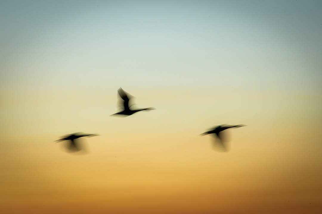 Geese Flying