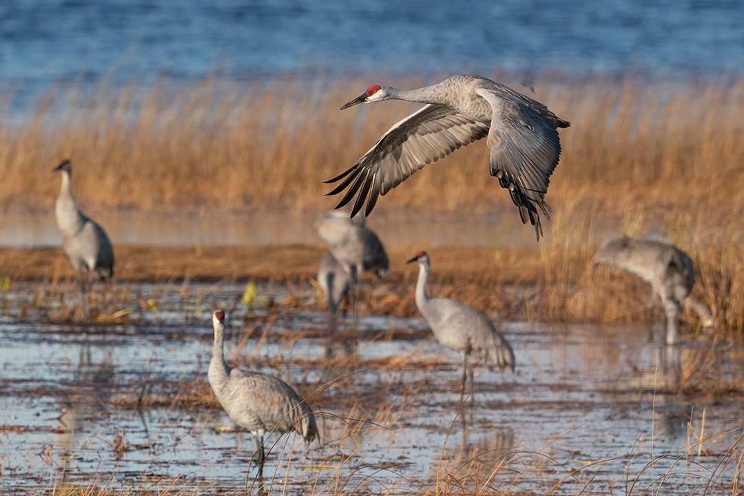 Sandhill cranes at Crex Meadows by Gordon Dietzman