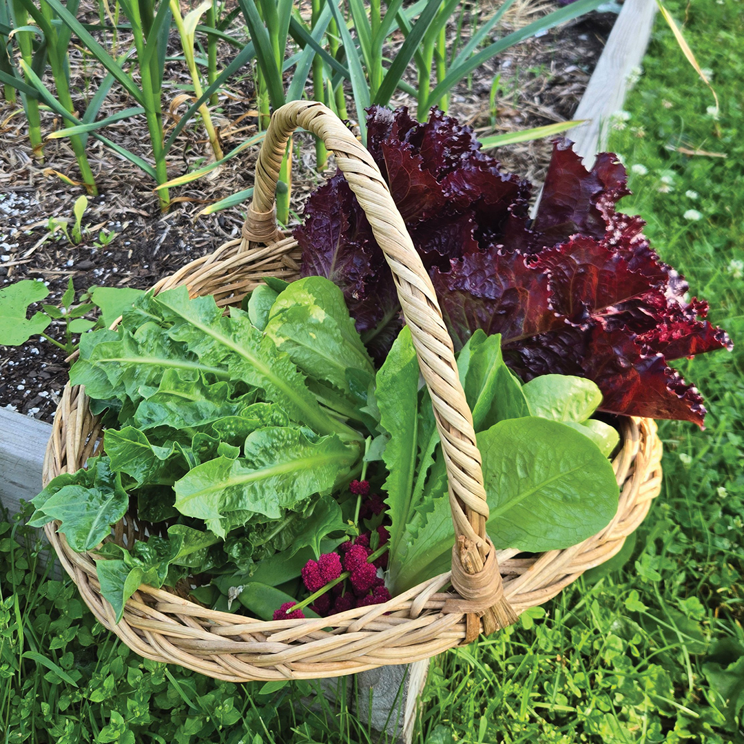 Leafy greens are “fast foods” that only take 30–40 days from germination to harvest.