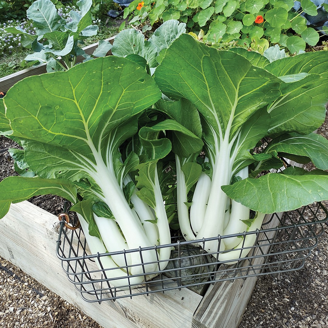 Joi choi is one of Bruhn’s favorite cabbage varieties.