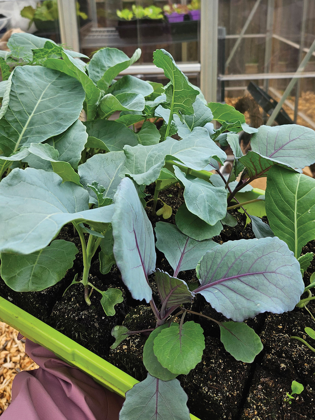 Michelle Bruhn starts a second succession of broccoli, cauliflower and cabbage in early summer. By starting these plants in movable seed trays, she can protect them from harsh sun and inclement weather.