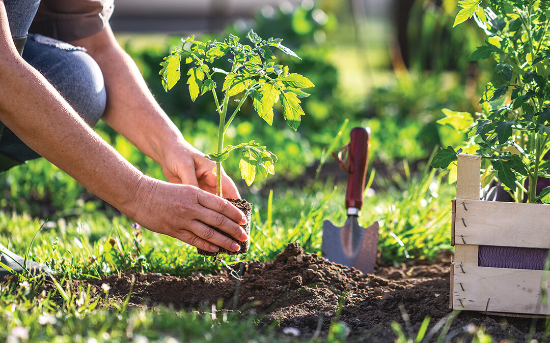 Succession Planting and How To Get Started