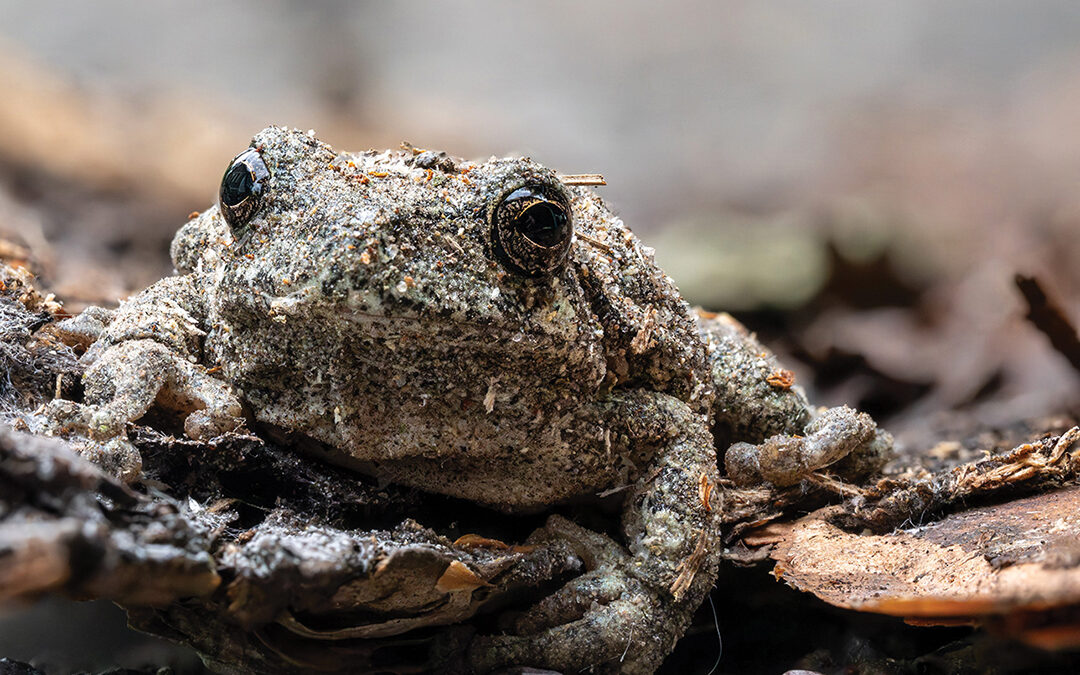 Amphibian Camouflage