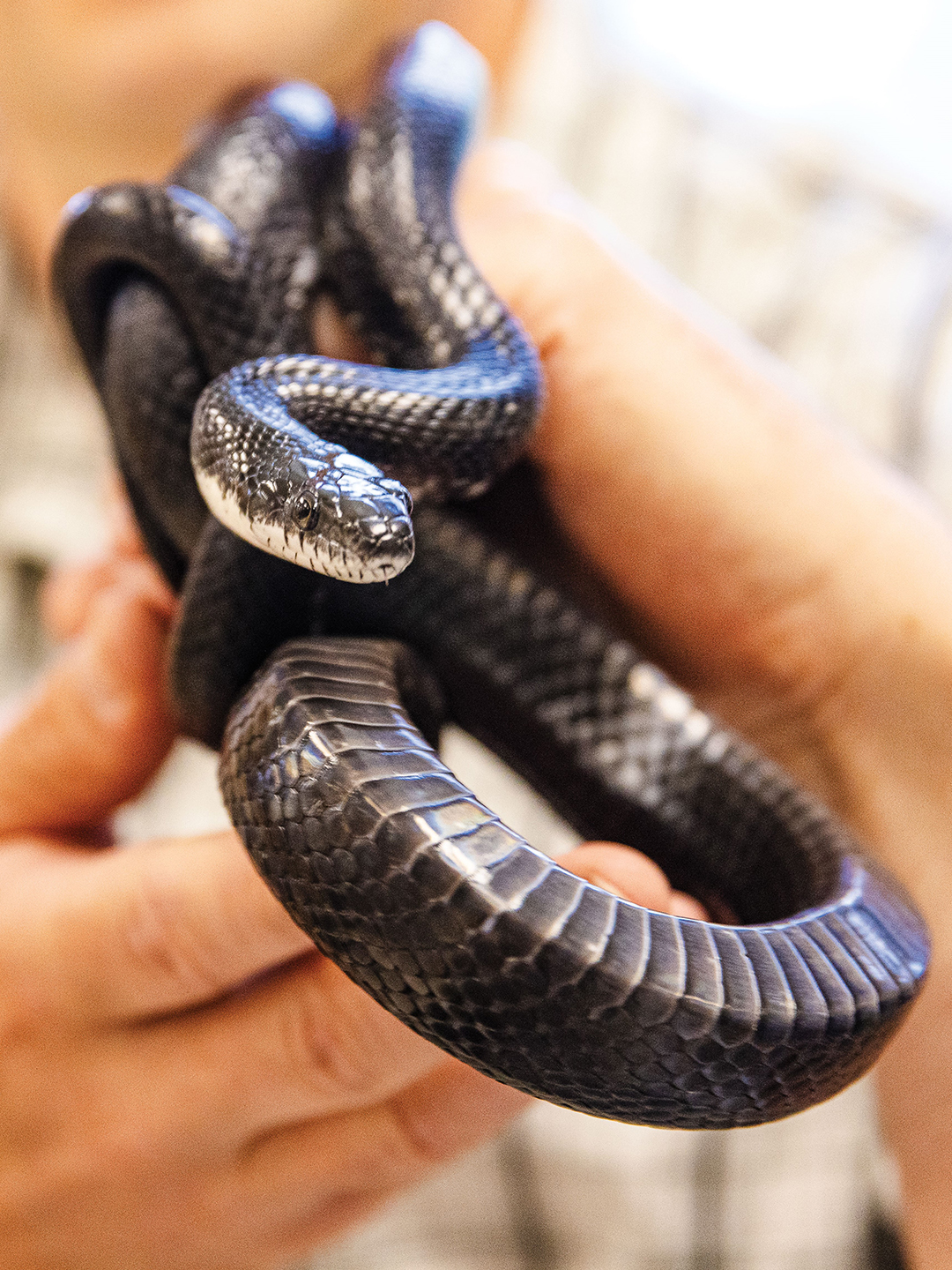 Jim Lane handles his classroom’s pet snake, Tephra.