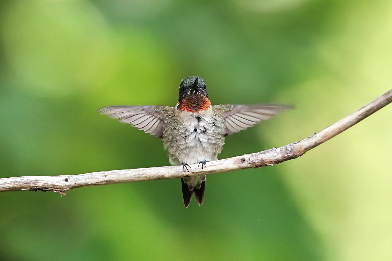 Fledging Ruby-throated Hummingbird