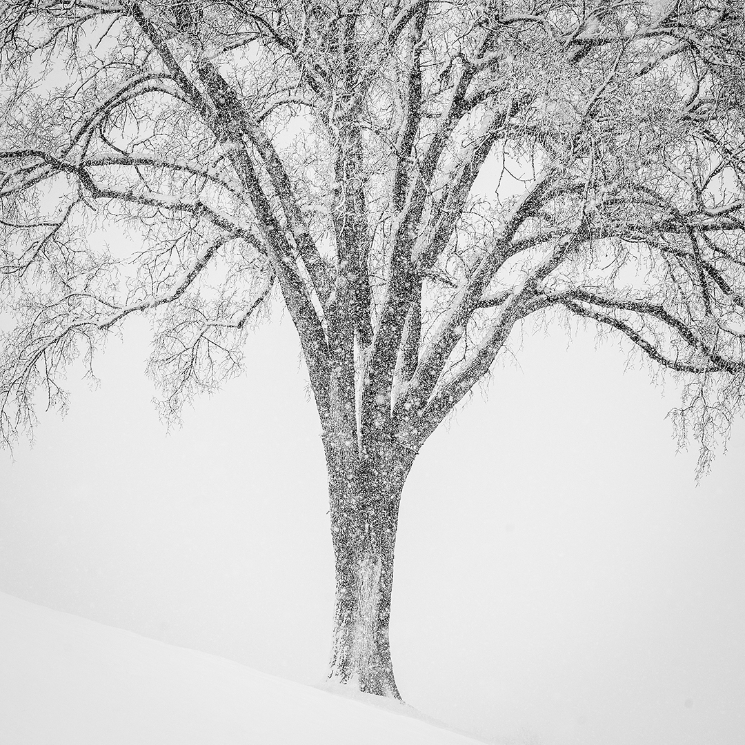 Tree in Storm