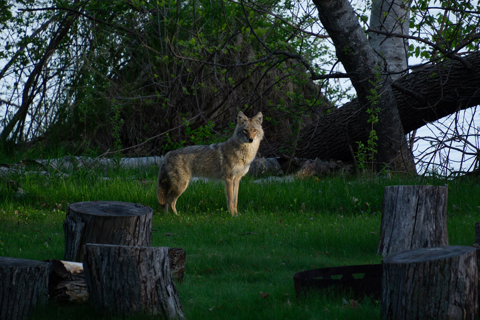 Coyote