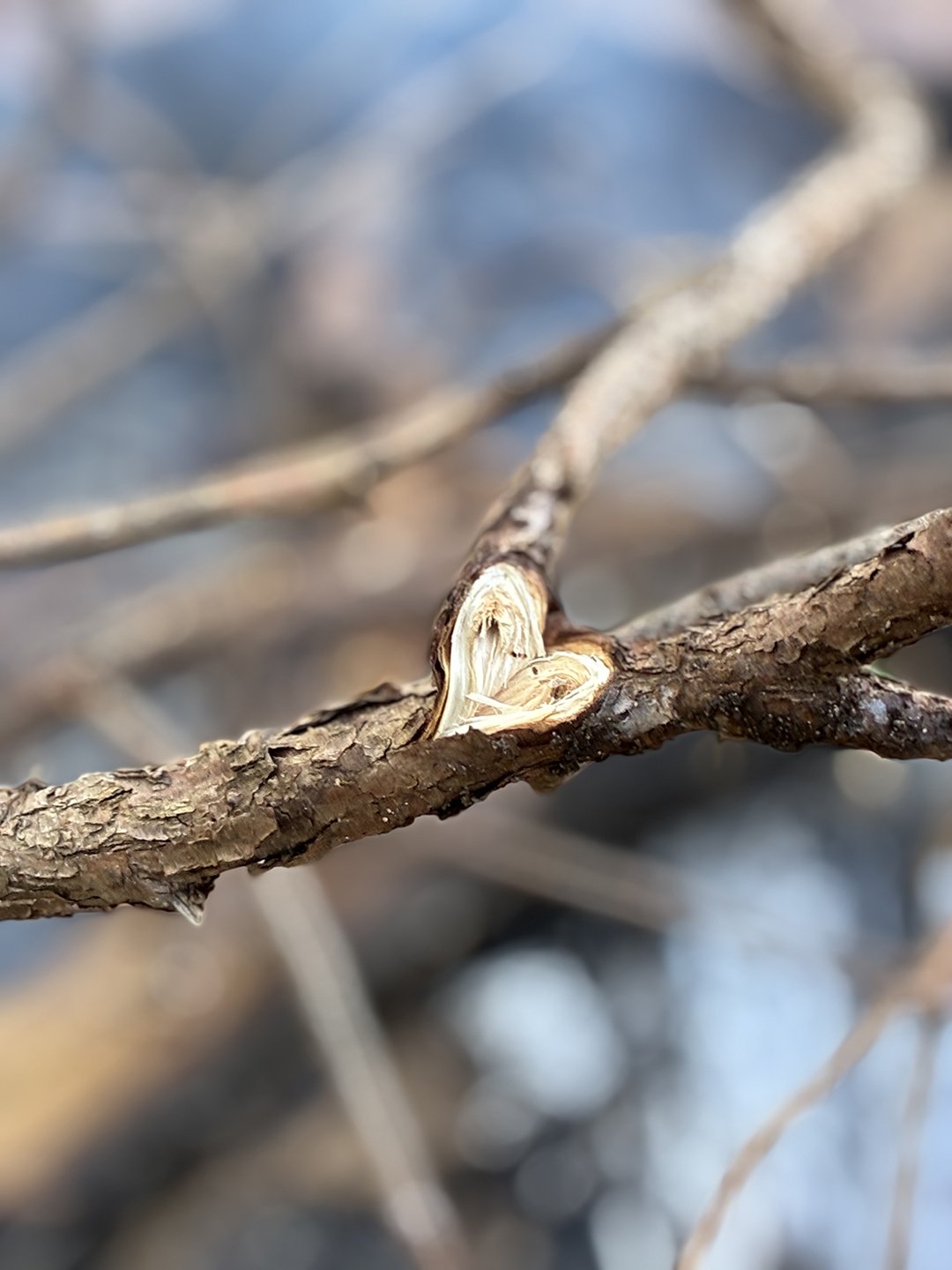 Heart of nature