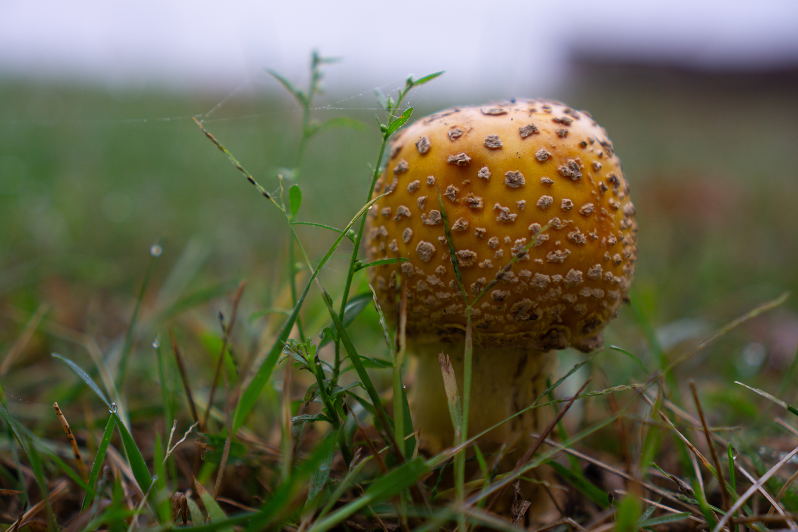 Yellow Orange Fly Agaric