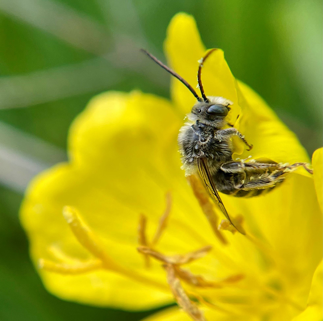 Bee in a Buttercup